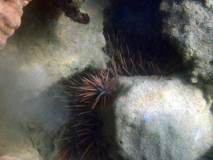 Acanthaster planci