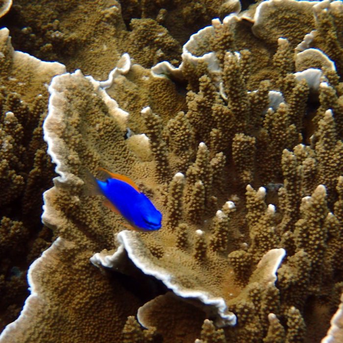 Chrysiptera taupou