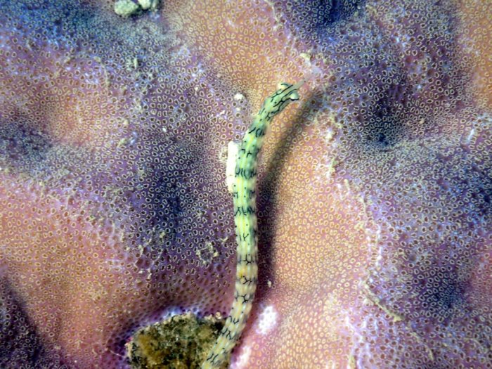 Corythoichthys haematopterus