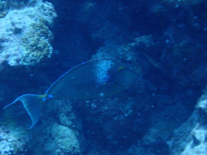 Naso unicornis