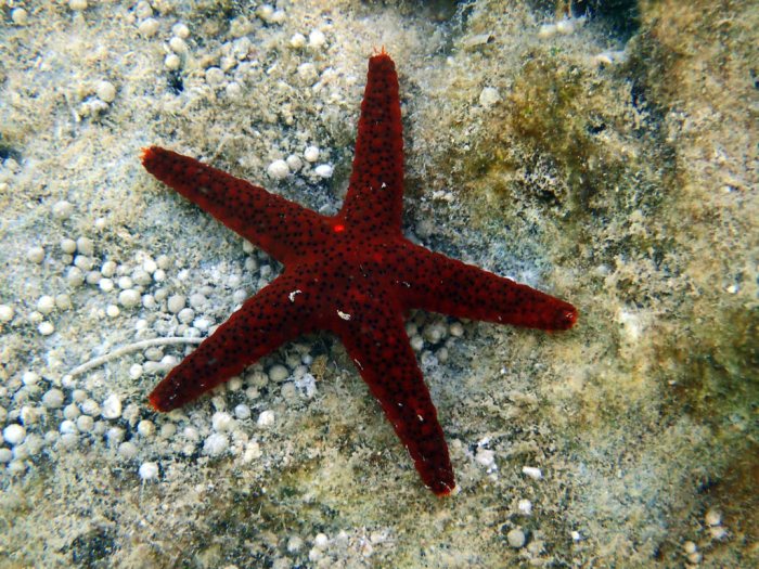 Echinaster luzonicus