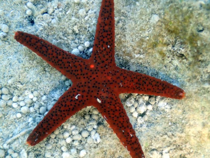Echinaster luzonicus