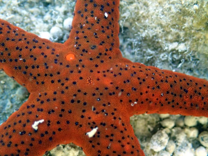 Echinaster luzonicus