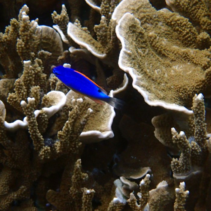 Chrysiptera taupou