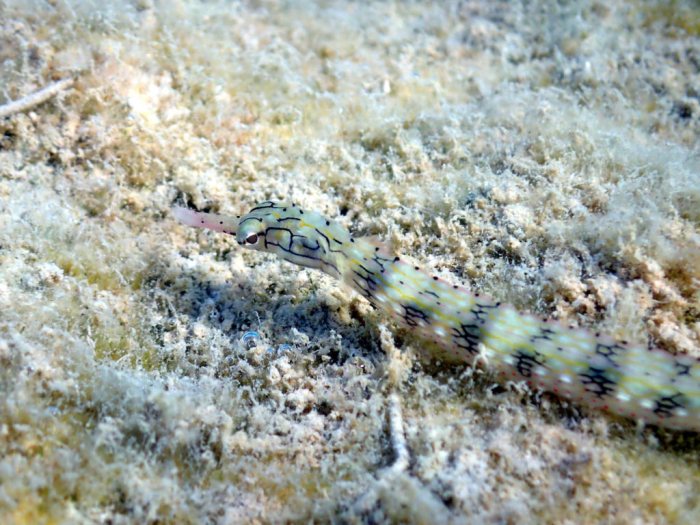 Corythoichthys haematopterus