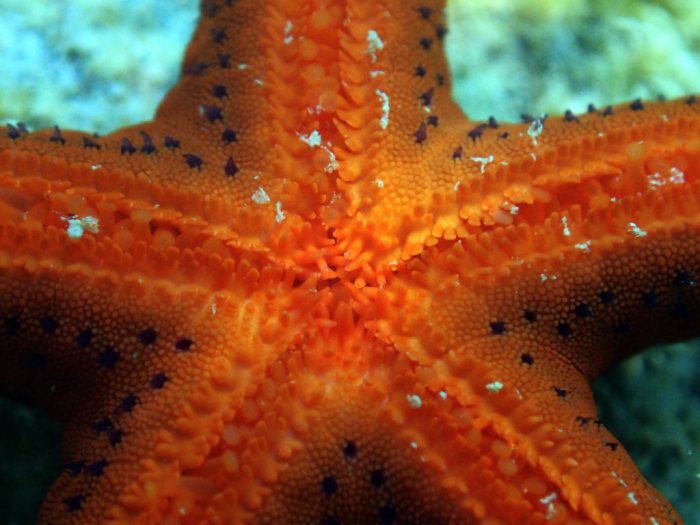 Echinaster luzonicus