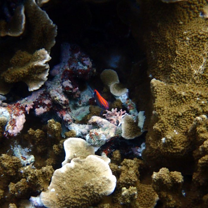Pomacentrus bankanensis