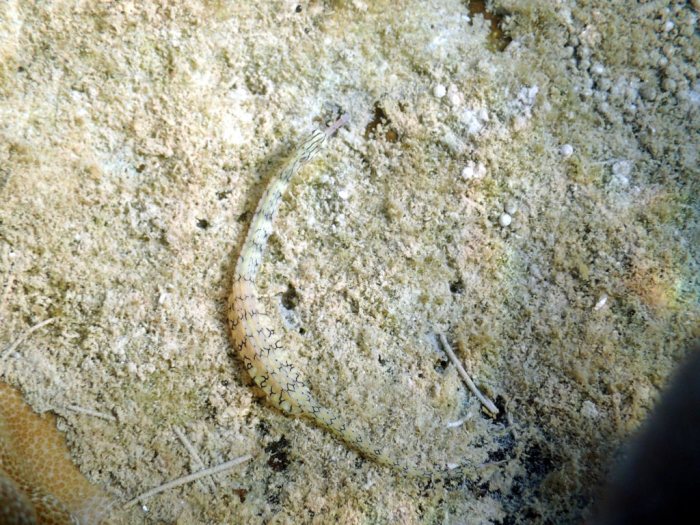 Corythoichthys haematopterus