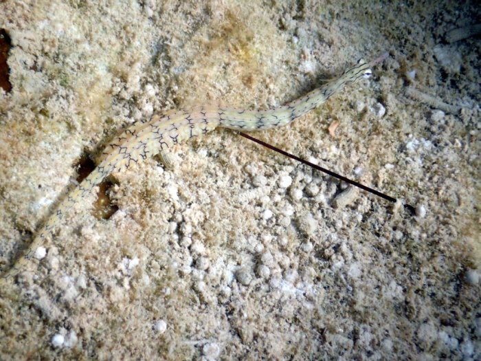 Corythoichthys haematopterus