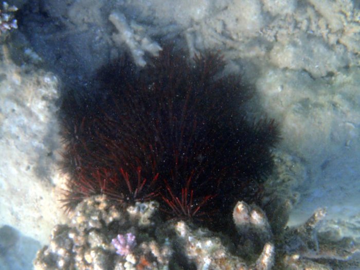 Acanthaster planci