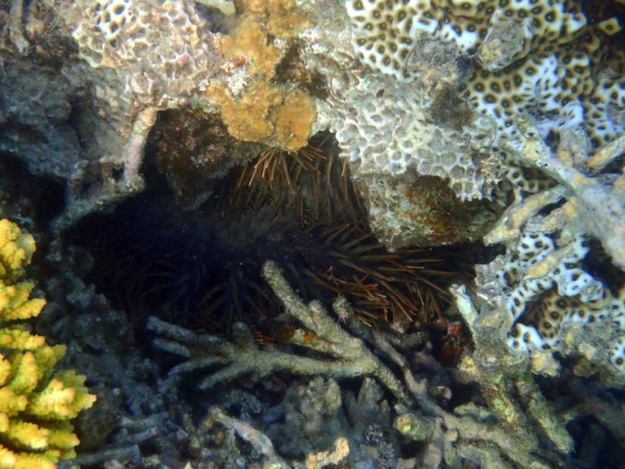 Acanthaster planci