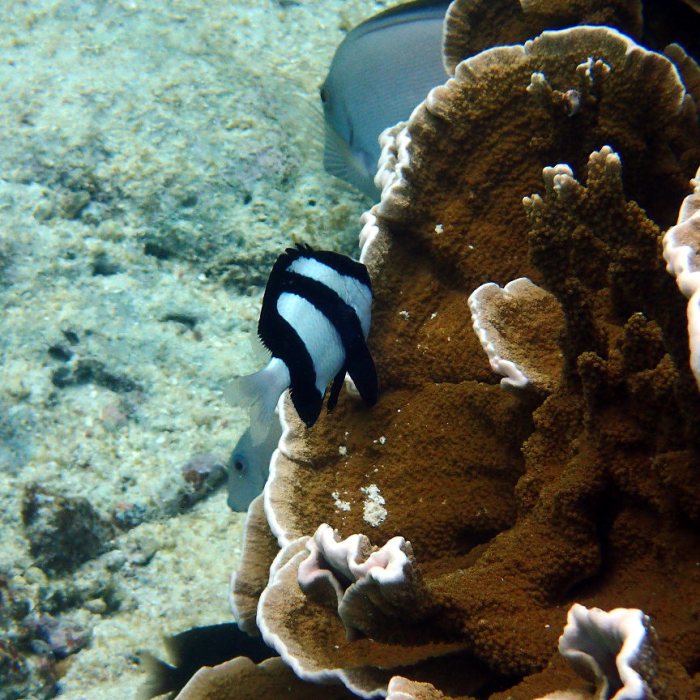 Dascyllus aruanus