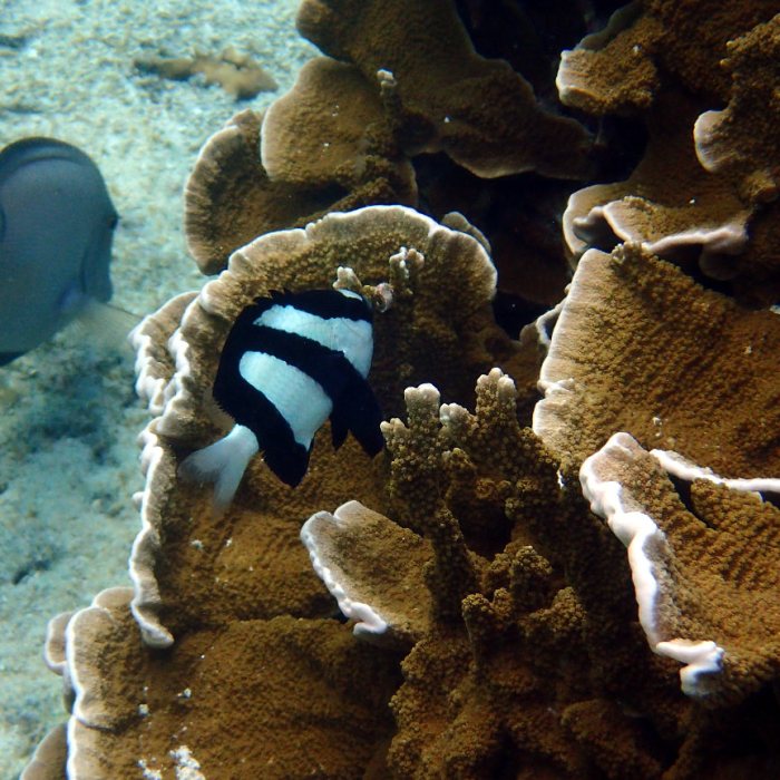Dascyllus aruanus