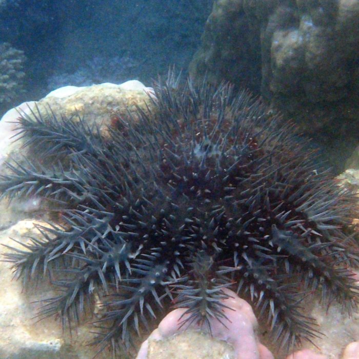 Acanthaster planci