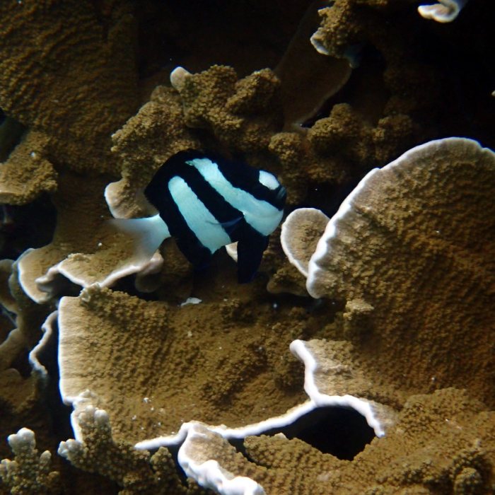 Dascyllus aruanus