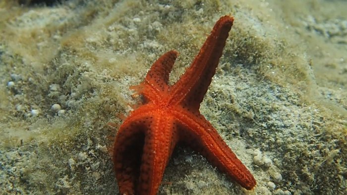 Echinaster luzonicus