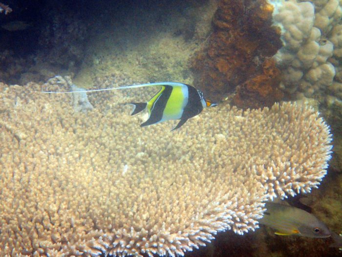 Zanclus cornutus