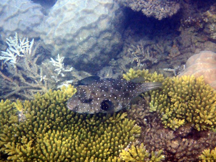 Arothron hispidus
