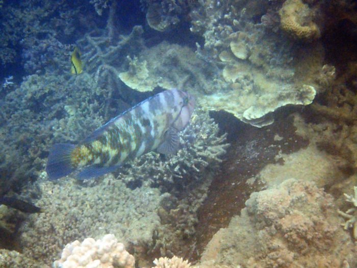 Choerodon graphicus