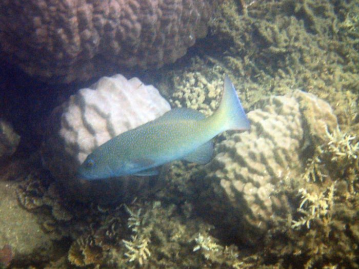 Plectropomus leopardus