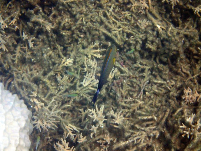 Acanthurus blochii