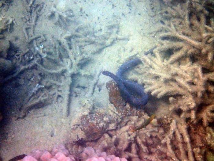 Emydocephalus annulatus