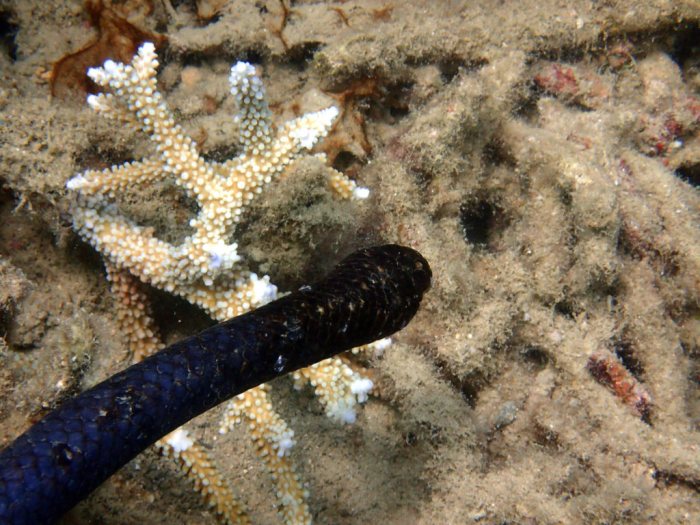 Emydocephalus annulatus