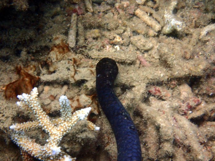 Emydocephalus annulatus