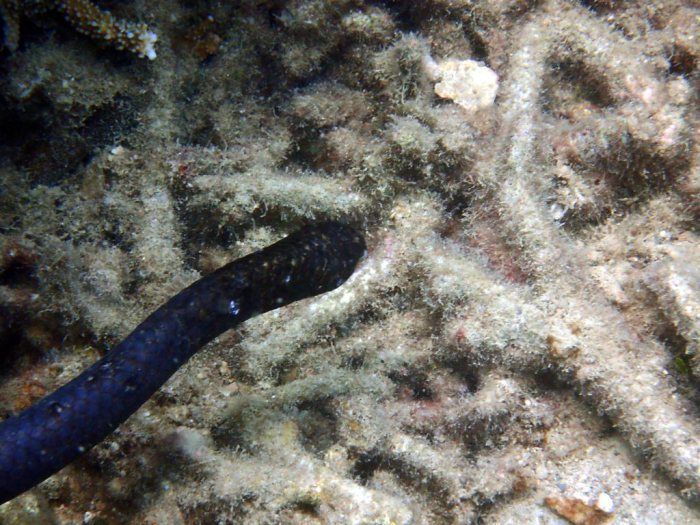 Emydocephalus annulatus