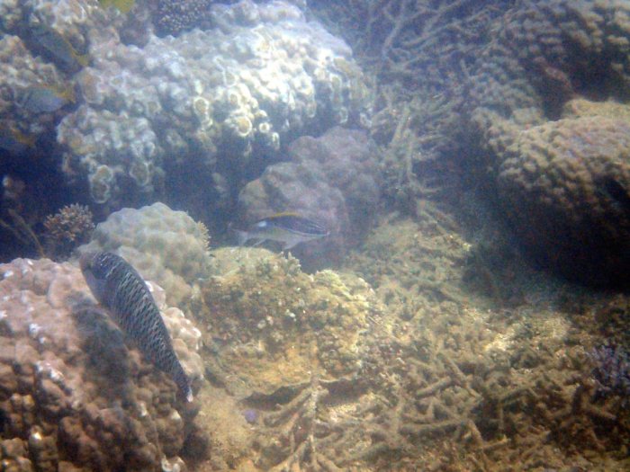 Scarus schlegeli