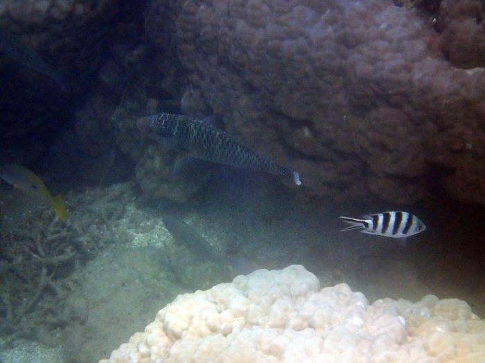 Scarus schlegeli