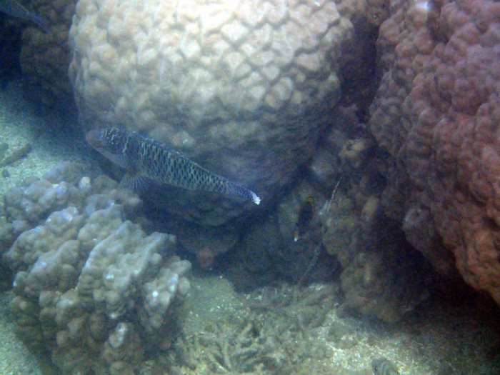 Scarus schlegeli