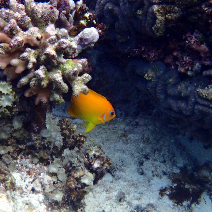 Centropyge flavissima