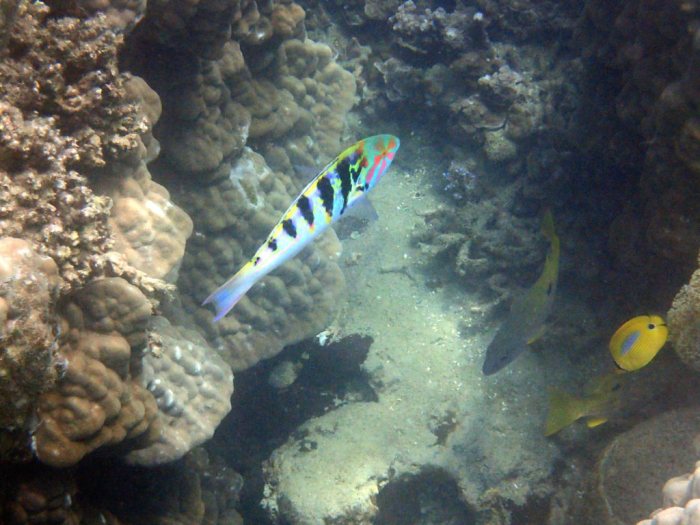 Thalassoma hardwicke