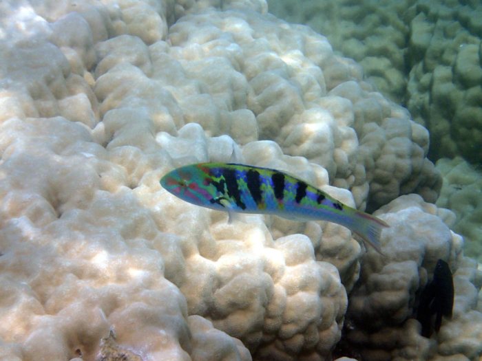 Thalassoma hardwicke