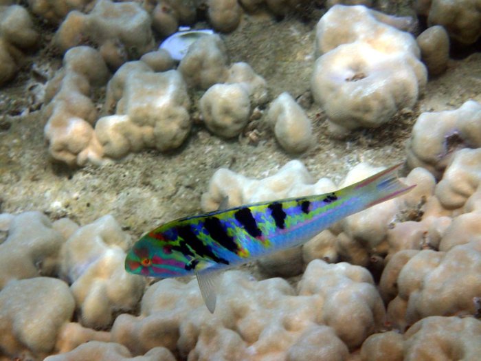 Thalassoma hardwicke