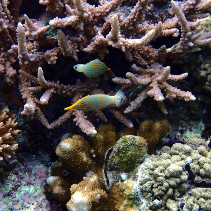Oxymonacanthus longirostris