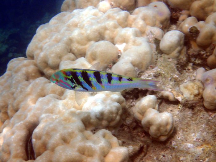 Thalassoma hardwicke