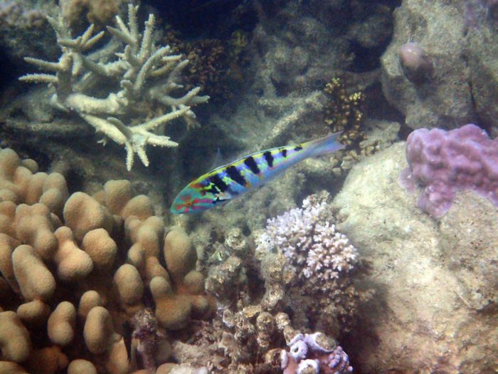 Thalassoma hardwicke