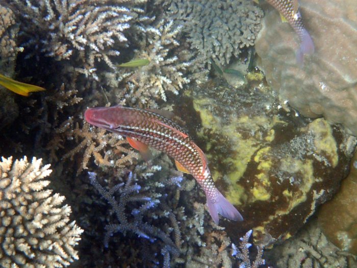 Parupeneus ciliatus