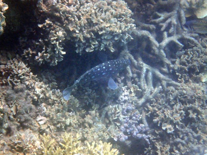 Epinephelus coeruleopunctatus