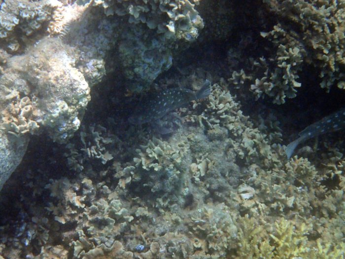 Epinephelus coeruleopunctatus