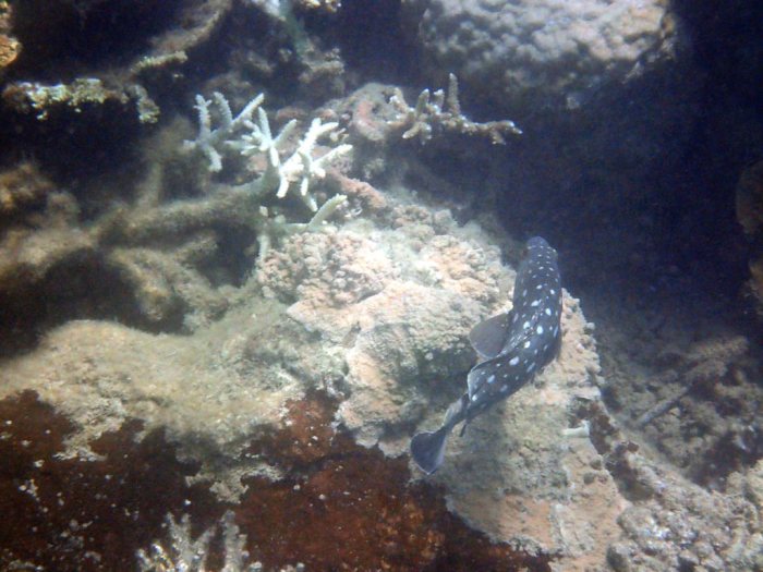 Epinephelus coeruleopunctatus