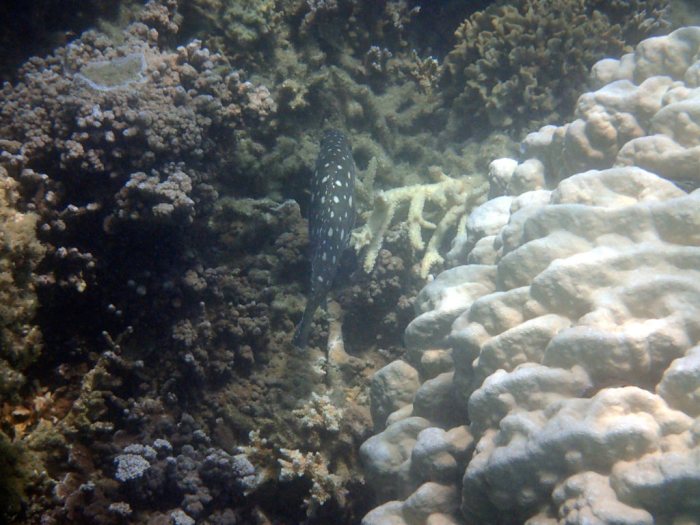 Epinephelus coeruleopunctatus