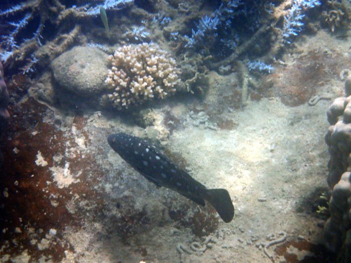 Epinephelus coeruleopunctatus