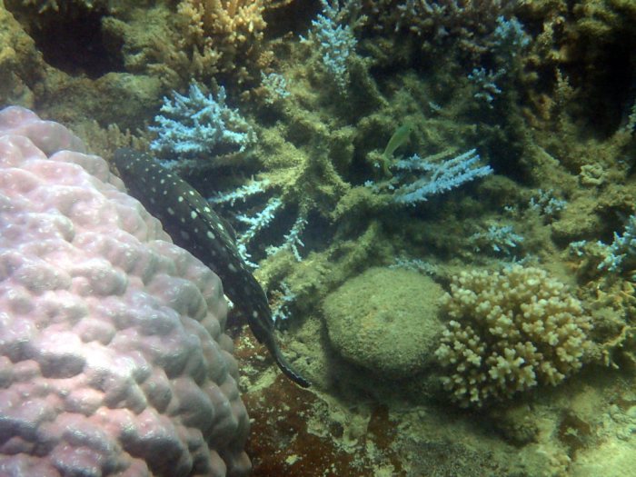 Epinephelus coeruleopunctatus
