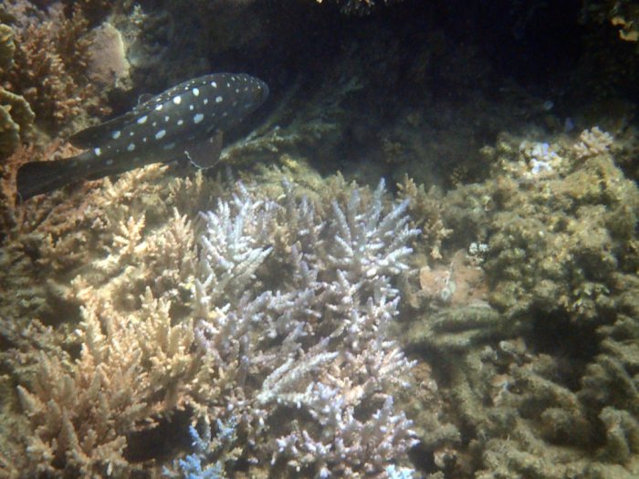 Epinephelus coeruleopunctatus