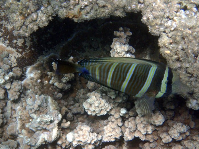 Zebrasoma velifer