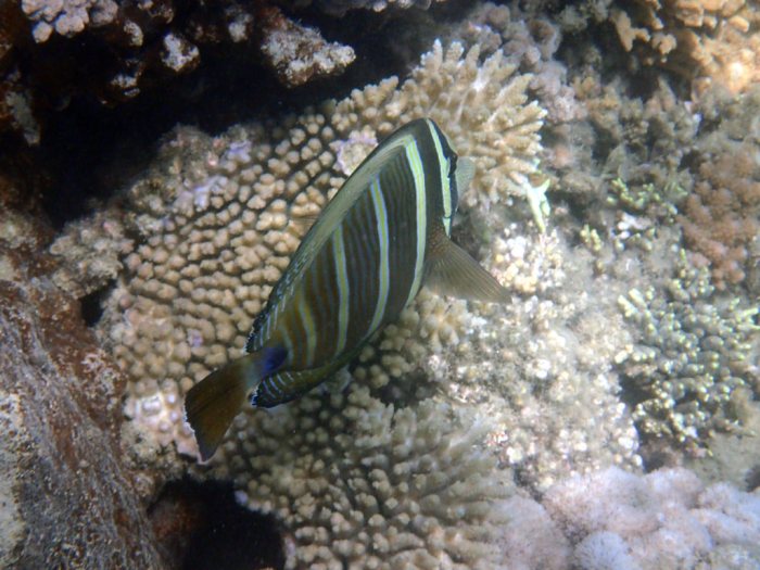 Zebrasoma velifer