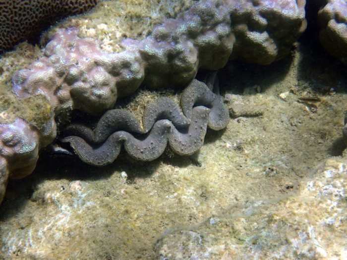 Bénitier